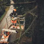 Een persoon in een hoogwerker gebruikt een STIHL MSA 190 T kettingzaag om een boom te snoeien
