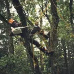 Een boomchirurg gebruikt een STIHL MSA 190 T motorzaag