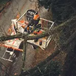 Een boomchirurg gebruikt een STIHL MSA 190 T motorzaag op een hoogwerker