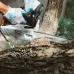Een persoon zaagt een boomstam met een STIHL MS 194 T kettingzaag