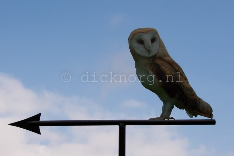 Dick_norg_windwijzer_steenuil