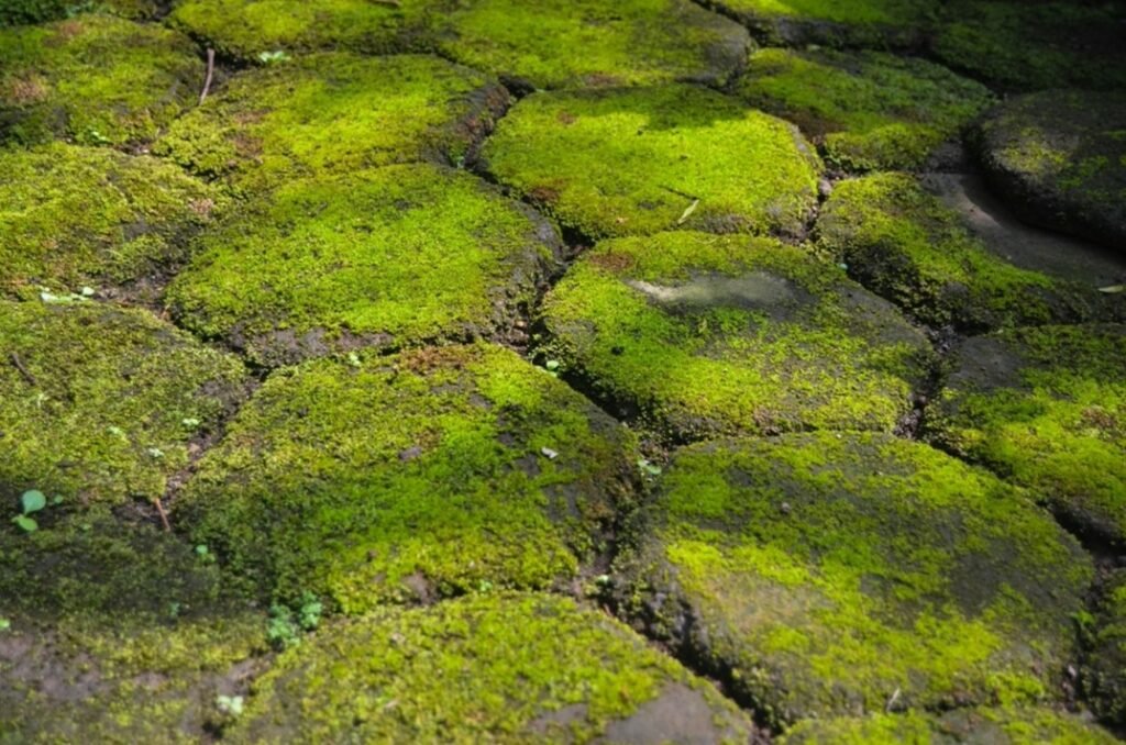 Dick Norg - Tuintechniek &Amp; Smederij Groene Aanslag Tegels